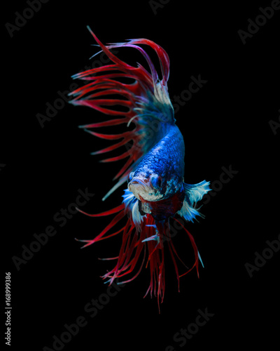 Trairong Crowntails