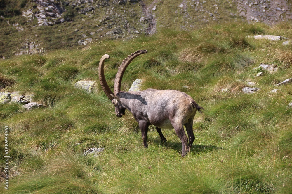 Old steinbock walking on the grass, Alps Orobie, Lombardy, Italy Old steinbock walking on the grass, Alps Orobie, Lombardy, Italy