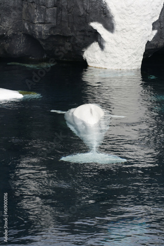 Beluga - Wal (Delphinapterus leucas) photo