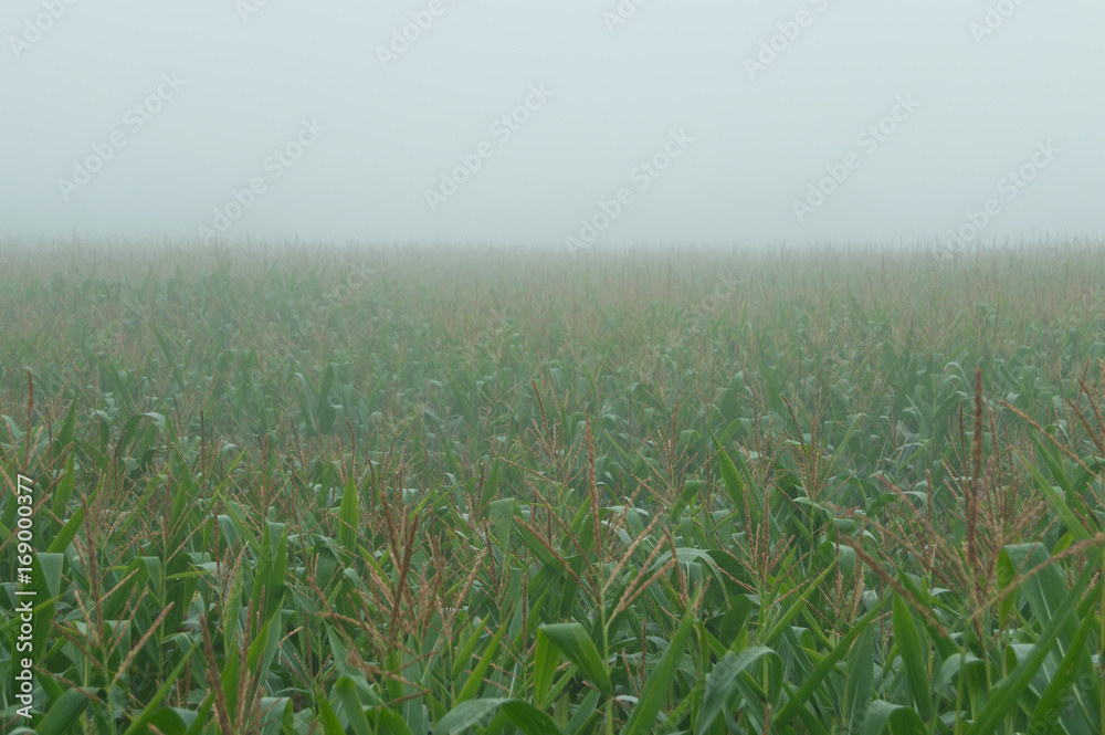 Corn field in a foggy day Corn field in a foggy day