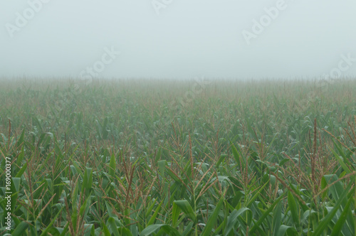 Corn field in a foggy day