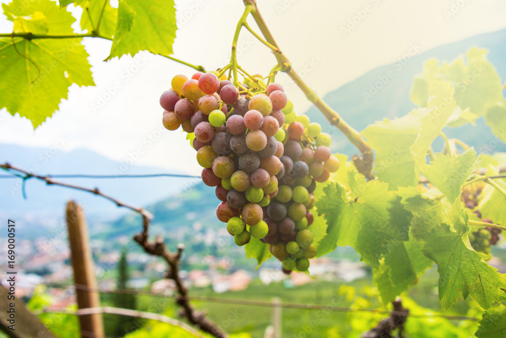 grapes with green leaves on the vine by sunset