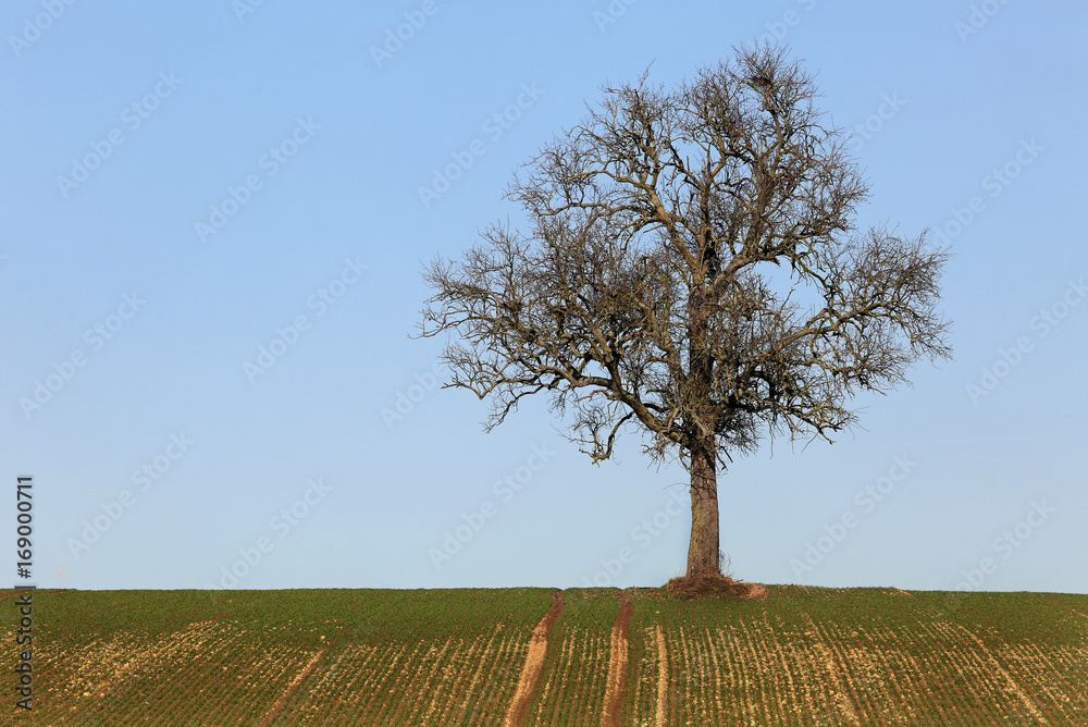 kahler Baum kahler Baum