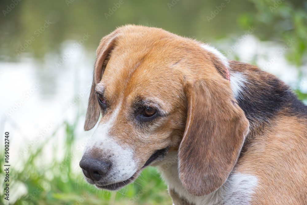 Portrait of a dog of the Beagle breed Portrait of a dog of the Beagle breed