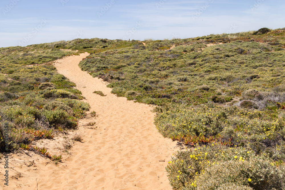 Sand trail, Flowers and vegetation in the beach in Almograve