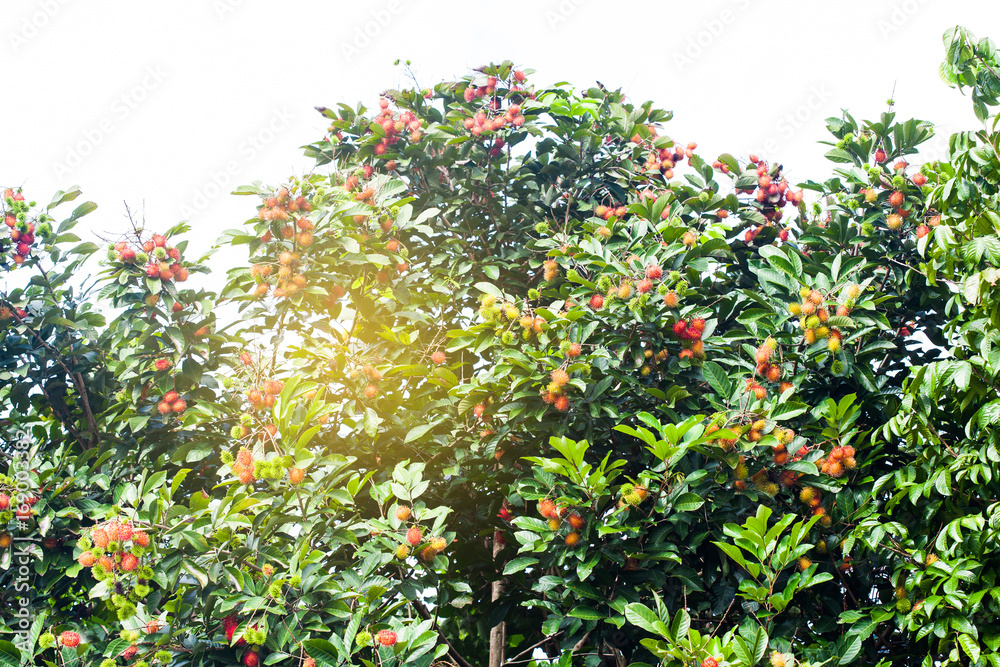 fresh rambutan fruit on tree