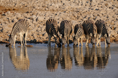 Steppen Zebras am Wasserloch  Burchell s Zebra  Etosha Nationalpark  Namibia   Equus burchelli 