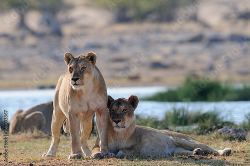 Löwen schauen neugierig, Etosha Nationalpark, Namibia, (Panthers leo)