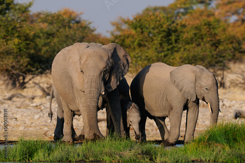 Afrikanischer Elefant, Elefanten am Wasserloch, Etosha Nationalpark, Namibia, (Loxodonta africana)
