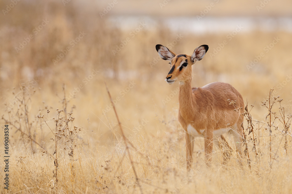 Fototapeta premium Schwarznasen Impala, Etosha Nationalpark, Namibia,