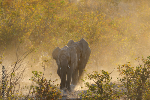 Afrikanischer Elefant, Elefanten, Etosha Nationalpark, Namibia, (Loxodonta africana) photo