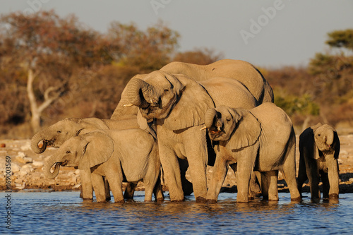 Afrikanische Elefanten, Elefanten herde am Wasserloch, Etosha Nationalpark, Namibia, (Loxodonta africana)