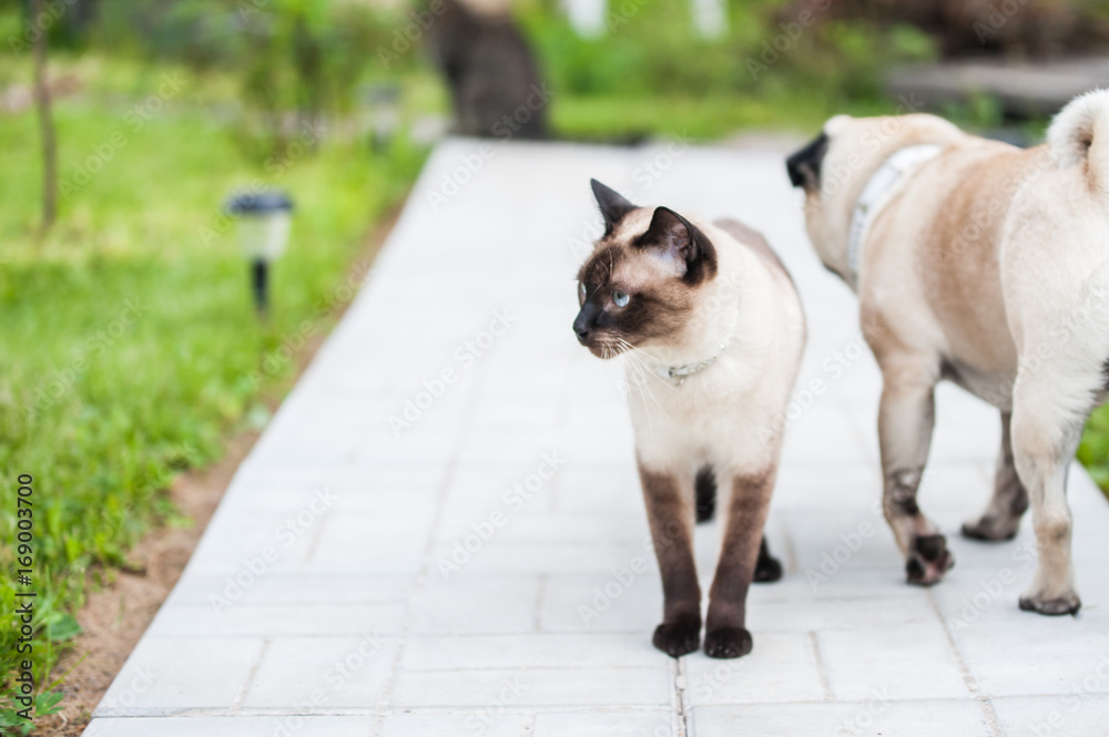 Cat and dog are on the track. Friendship of cat and dogs. Thai cat and pug
