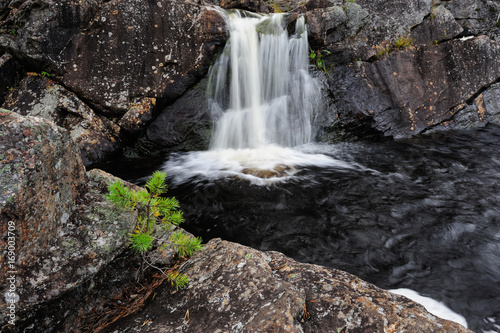 Junge Kiefer vor Wasserfall  Hylstr  mmen  Schweden