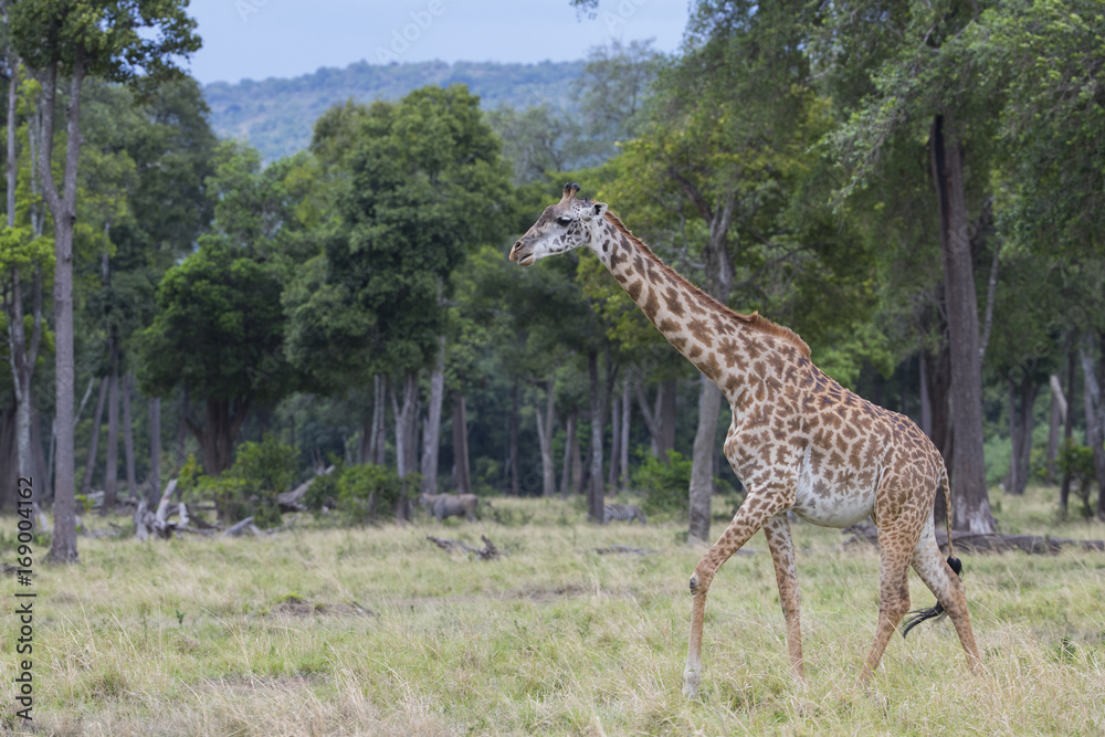 Giraffe durchstreift den Wald Giraffe durchstreift den Wald