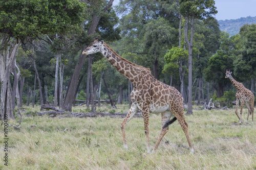 Giraffen durchstreifen den Wald