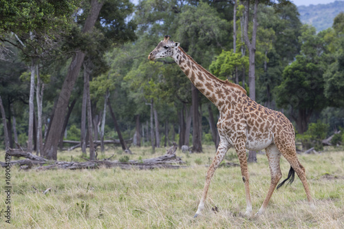 Giraffe durchstreift den Wald