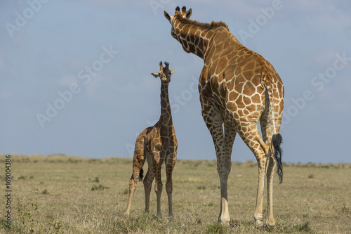 Giraffe mit ihrem Jungem