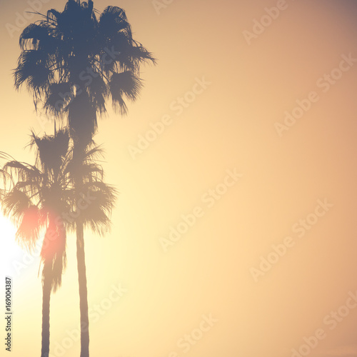 Palm Trees in Golden Sunset With Copy Space © ystewarthenderson