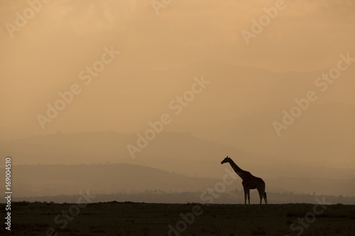 Giraffe im Sonnenaufgang