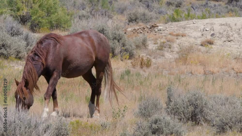 Wild stallion grazing on sage grass Wild stallion grazing on sage grass
