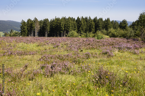 Hochheide, Ettelsberg, Willingen, Upland, Sauerland, Hessen, Deutschland, Europa photo