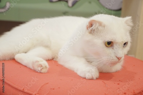 White cat