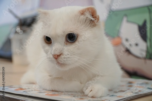 The cat