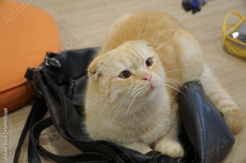 The cat is looking