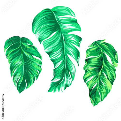 3 vector palm leaves 