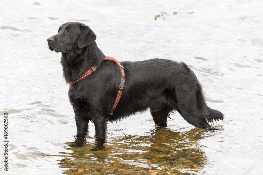 Labrador posing in the water