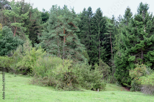 Wacholderheide am Waldrand photo