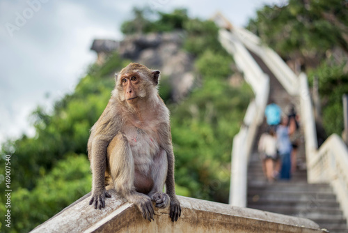 Monkey sitting on mountain background © Songwut Pinyo