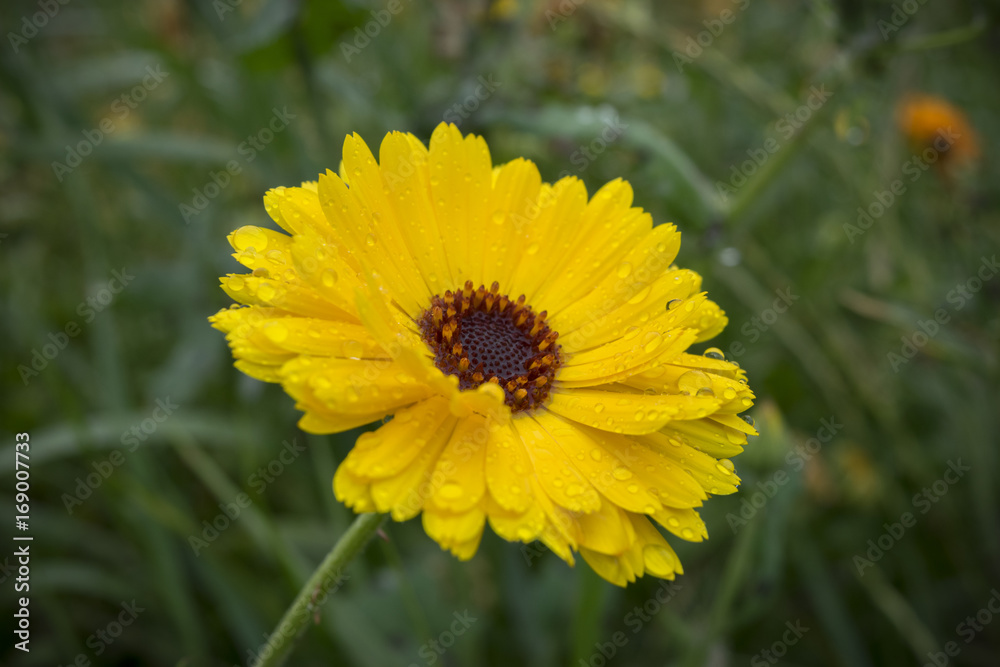 Closeup of beautiful yellow flowers in the garden Closeup of beautiful yellow flowers in the garden