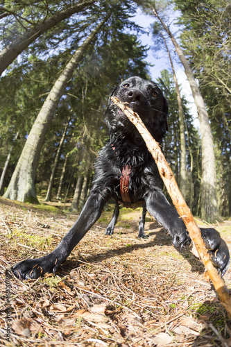Labrador playing in the mud fisheye close up