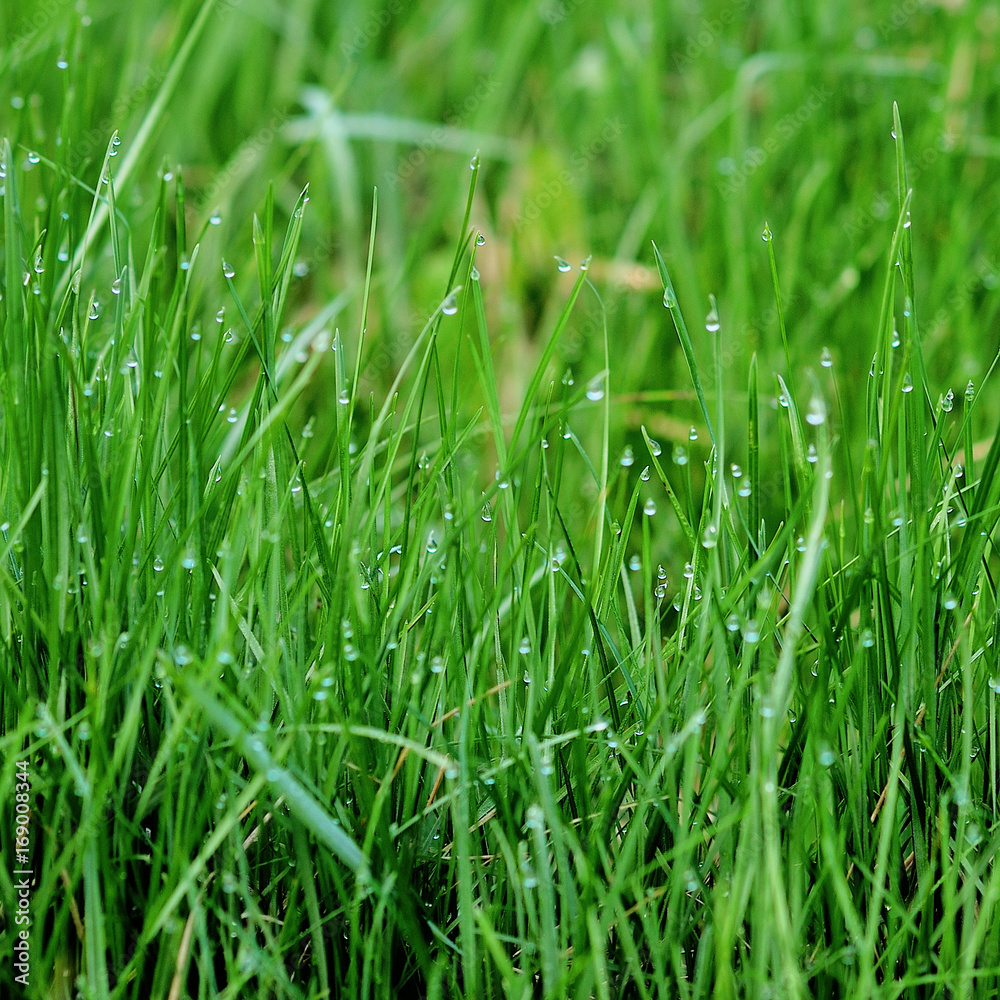 background of dew drops on green grass background of dew drops on green grass
