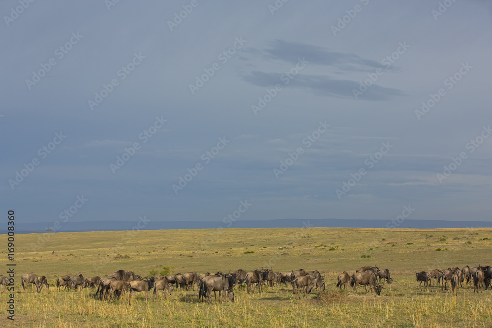 Fototapeta premium Gnuherde in der Savanne