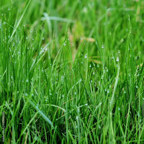 background of dew drops on green grass