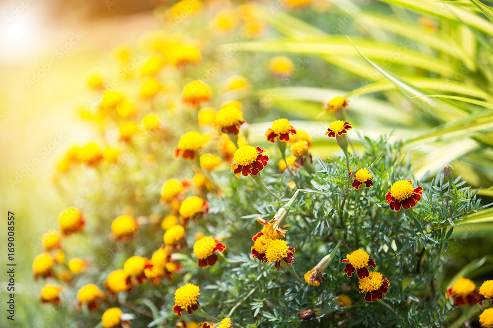 Yellow-red marigold planted in the park.