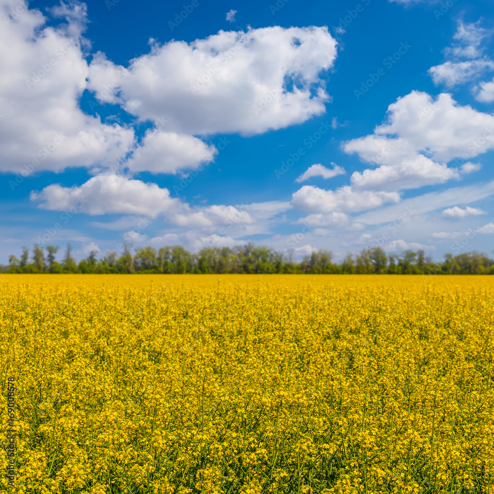 yellow rape field under a blue sky