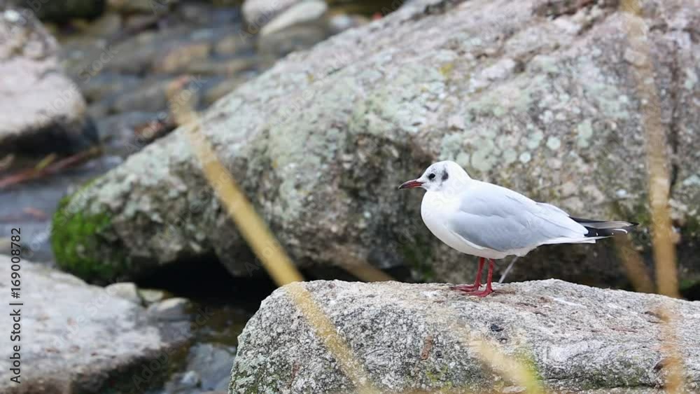 Close Up White Gull Perched on the Rock with the Water of a River in the Background
Close Up White Gull Perched on the Rock with the Water of a River in the Background