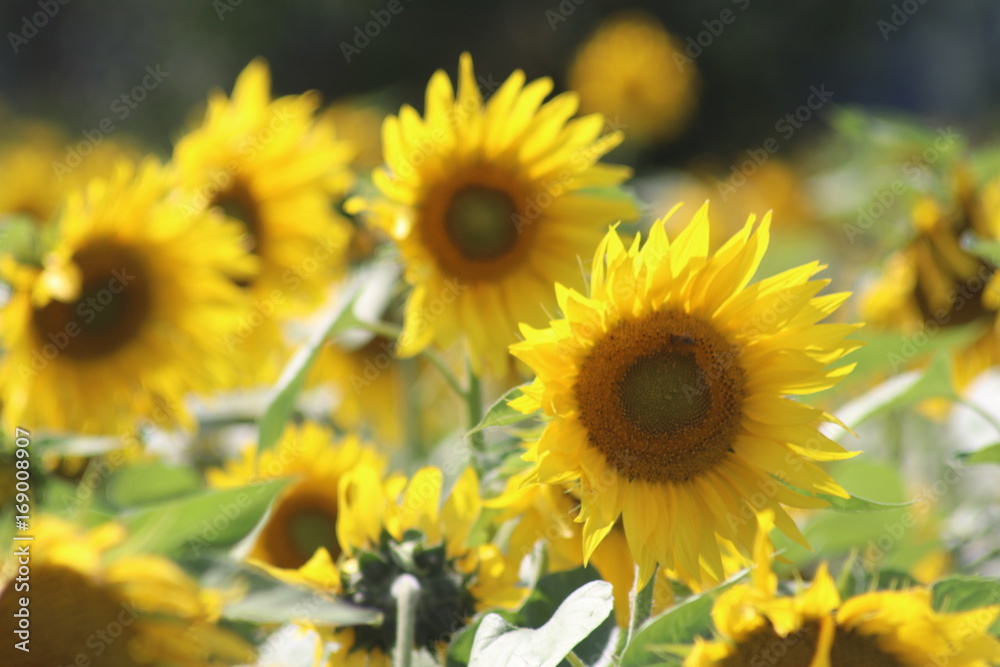 Fototapeta premium Sonnenblumen