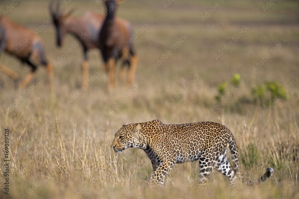 Fototapeta premium Leopard beobachtet Beute