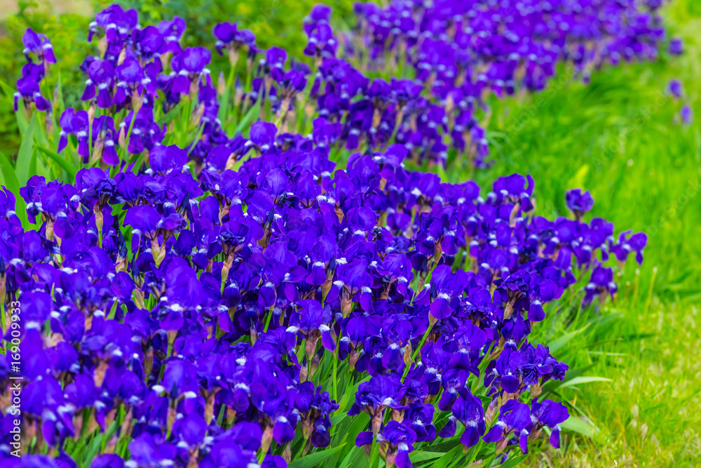 beautiful violet flowers in a green grass beautiful violet flowers in a green grass