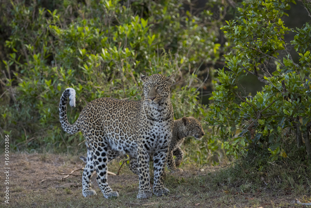 Fototapeta premium Leopardin mit Jungen