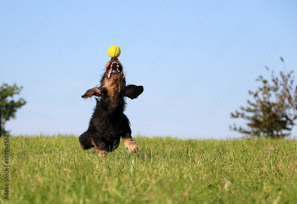 Fotografie Rauhaardackel spielt mit einem Ball im Garten