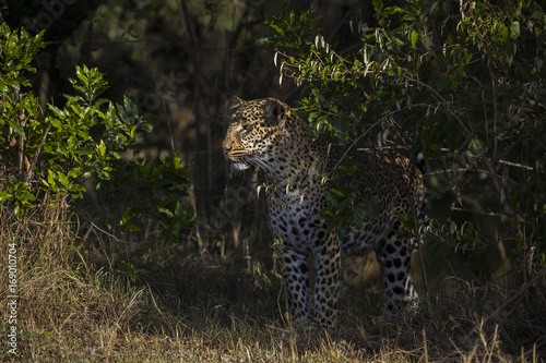 Leopardin beobachtet Beute