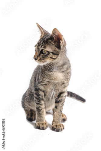 cat isolated on white