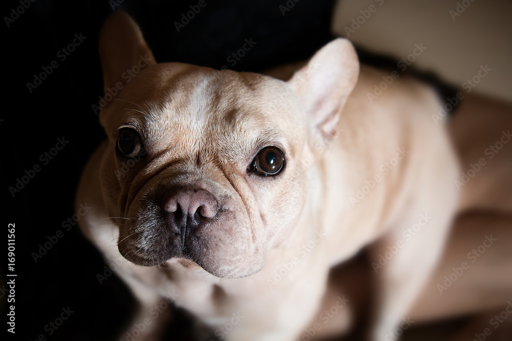 French bulldog,Portrait of an adorable French bulldog - studio shot,