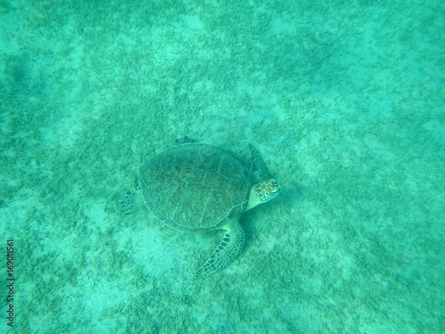 Sea turtle swims